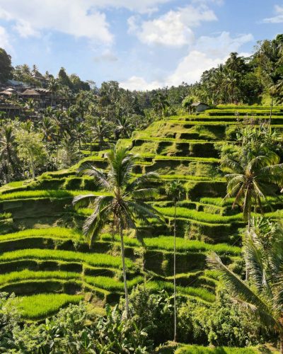 anna-garden-A550YvIuSfs-unsplash